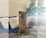 Small Chow Chow Mix