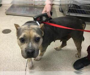 Mutt Dogs for adoption in Riverside, CA, USA