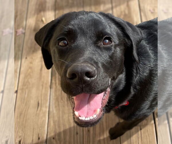 Medium Photo #1 Labrador Retriever-Unknown Mix Puppy For Sale in Canton, CT, USA