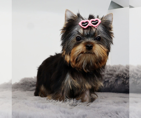 Medium Photo #4 Yorkshire Terrier Puppy For Sale in LOS ANGELES, CA, USA
