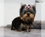 Small #3 Yorkshire Terrier