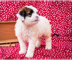 Small Photo #12 Saint Berdoodle Puppy For Sale in WAKARUSA, IN, USA