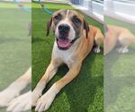 Small Beagle-Mastiff Mix