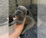 Small Photo #6 French Bulldog Puppy For Sale in MIDLOTHIAN, TX, USA