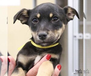 Australian Shepherd-Unknown Mix Dogs for adoption in Washington, DC, USA