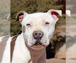 Small Photo #1 American Staffordshire Terrier Puppy For Sale in Albuquerque, NM, USA