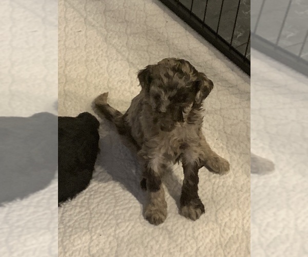 Medium Photo #2 Poodle (Standard) Puppy For Sale in PLANT CITY, FL, USA