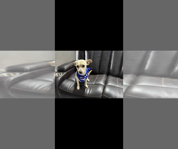 Medium Photo #1 Chihuahua Puppy For Sale in FRAMINGHAM, MA, USA