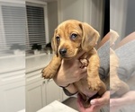 Small #11 Dachshund