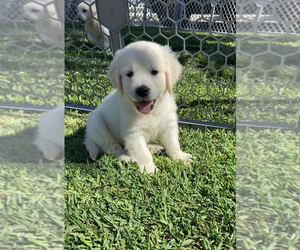Golden Retriever Puppy for sale in SANTA ANA, CA, USA