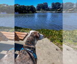 Small #5 Catahoula Leopard Dog