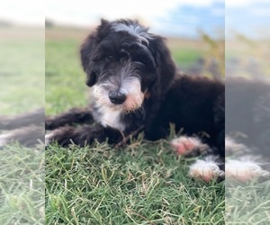Sheepadoodle Puppy for Sale in INDIAHOMA, Oklahoma USA