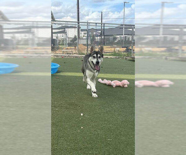 Medium Photo #2 Siberian Husky Puppy For Sale in Pasadena, TX, USA