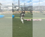 Small #1 Siberian Husky