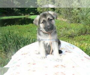 German Shepherd Dog Puppy for Sale in PIEDMONT, Missouri USA