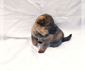 German Shepherd Dog Puppy for sale in HARRISON, AR, USA