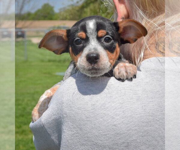 Medium Photo #5 Pug-Unknown Mix Puppy For Sale in Huntley, IL, USA