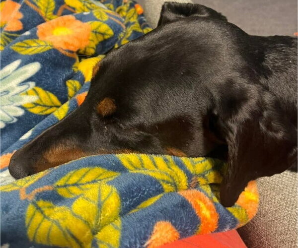 Medium Photo #18 Doberman Pinscher Puppy For Sale in Buffalo, MN, USA