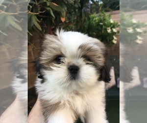 Shih Tzu Puppy for sale in IRVINE, CA, USA