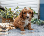 Small Photo #3 Goldendoodle (Miniature) Puppy For Sale in SHIPSHEWANA, IN, USA