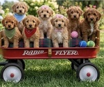 Image preview for Ad Listing. Nickname: Litter of 7