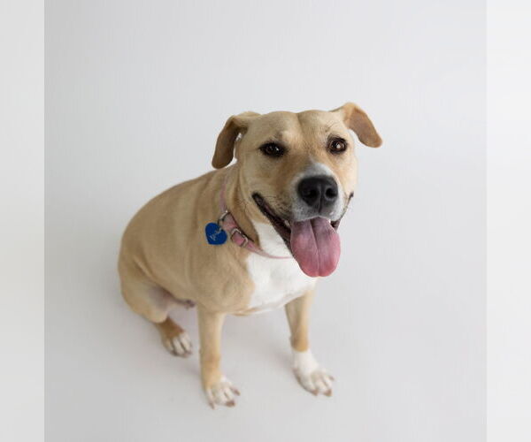 Medium Photo #15 American Pit Bull Terrier-Unknown Mix Puppy For Sale in Fargo, ND, USA