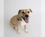 Small #14 American Pit Bull Terrier Mix