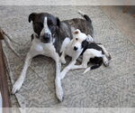 Small #6 American Pit Bull Terrier-Saint Bernard Mix