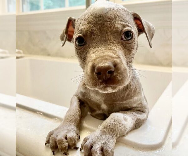 Medium Photo #1 American Pit Bull Terrier-Unknown Mix Puppy For Sale in Spring Lake, NC, USA