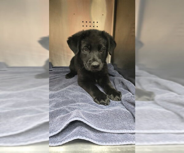 Medium Photo #1 Labrador Retriever-Unknown Mix Puppy For Sale in Rancho Cucamonga, CA, USA