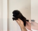 Small #3 Pomeranian