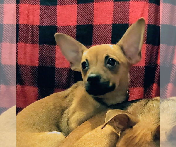 Medium Photo #1 Chihuahua-Unknown Mix Puppy For Sale in Brooklyn Center, MN, USA