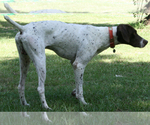 Small Photo #7 German Shorthaired Pointer Puppy For Sale in NEW WAVERLY, TX, USA