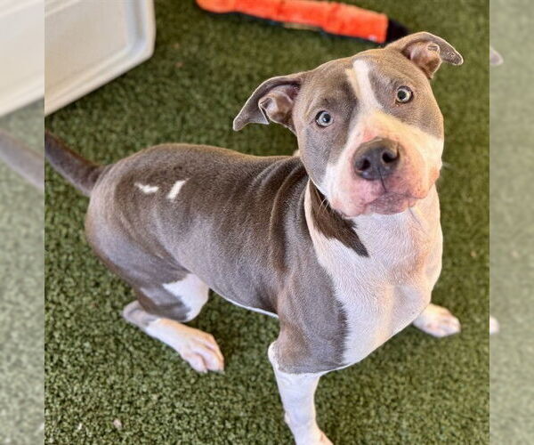 Medium Photo #2 American Pit Bull Terrier Puppy For Sale in Tavares, FL, USA