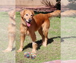 Small Golden Retriever