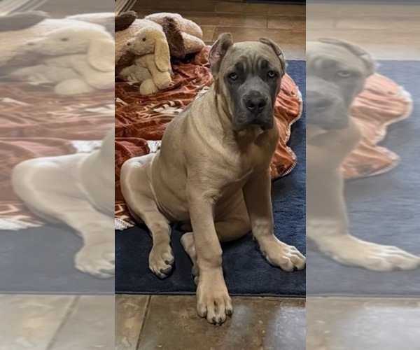 Medium Photo #3 Cane Corso Puppy For Sale in WARREN, MI, USA