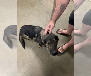 American Pit Bull Terrier-German Shepherd Dog Mix Dogs for adoption in Fairfield, IL, USA