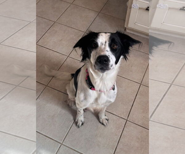 Medium Photo #1 Retriever -Unknown Mix Puppy For Sale in Stephens City, VA, USA