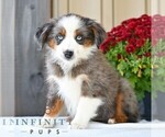 Bethany - Female Miniature Australian Shepherd Puppy for Sale - Photo #3