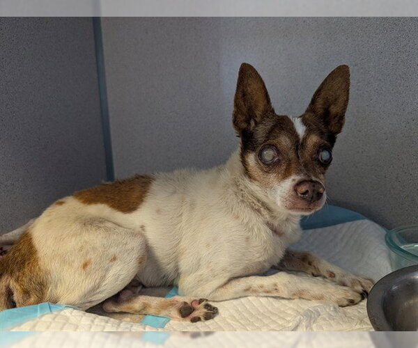 Medium Photo #1 Chihuahua Puppy For Sale in Camarillo, CA, USA