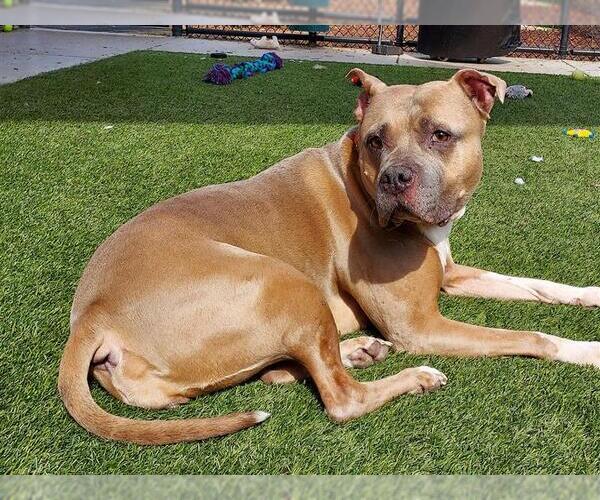 Medium Photo #2 American Staffordshire Terrier-Unknown Mix Puppy For Sale in Elk Grove, CA, USA