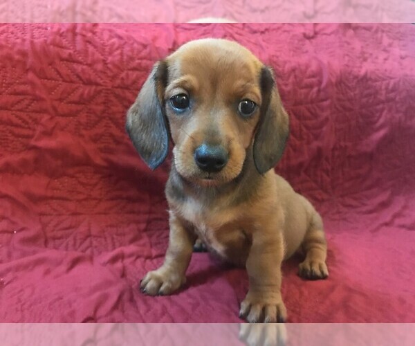 Medium Photo #2 Dachshund Puppy For Sale in GRANBY, CT, USA