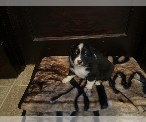 Medium Photo #1 Australian Shepherd Puppy For Sale in BRUCEVILLE, IN, USA