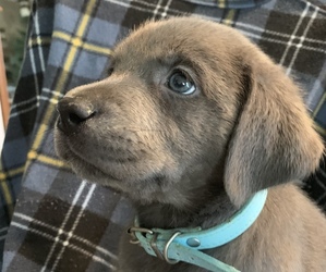 Labrador Retriever Puppy for sale in SPOTSYLVANIA, VA, USA