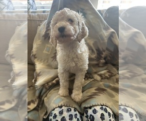 Poodle (Standard) Puppy for sale in FRIES, VA, USA