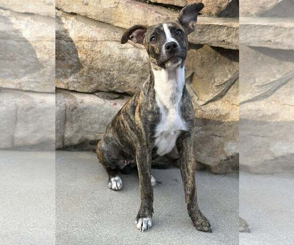 Medium Photo #5 Mutt Puppy For Sale in Greenville, SC, USA