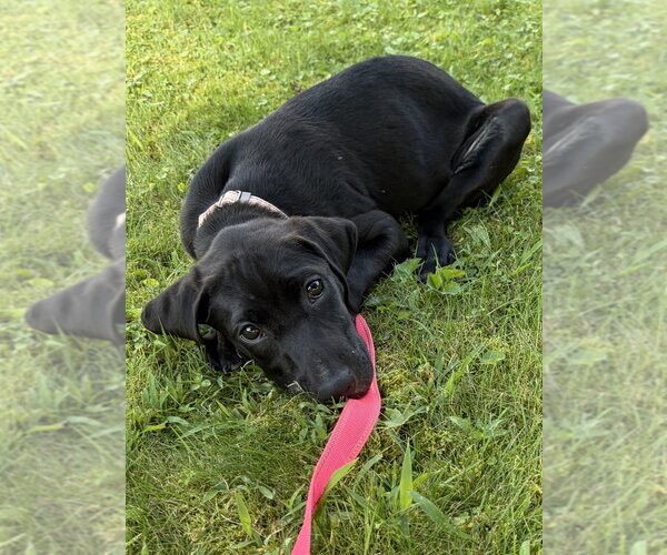 Medium Photo #1 Labrador Retriever-Unknown Mix Puppy For Sale in Springdale, PA, USA