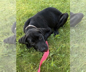 Labrador Retriever-Unknown Mix Dogs for adoption in Springdale, PA, USA