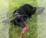 Small Labrador Retriever Mix