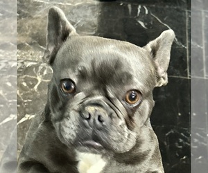 Mother of the French Bulldog puppies born on 07/21/2025